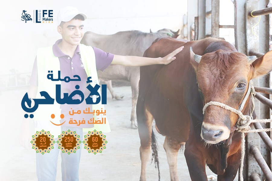 60 عجل أضحية في حملة أضاحي 2022 لوصول فرحة العيد إلى 20 ألف مستفيد